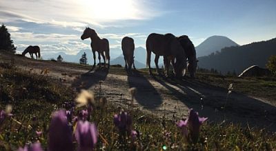 Hofmitarbeiter:in gesucht!