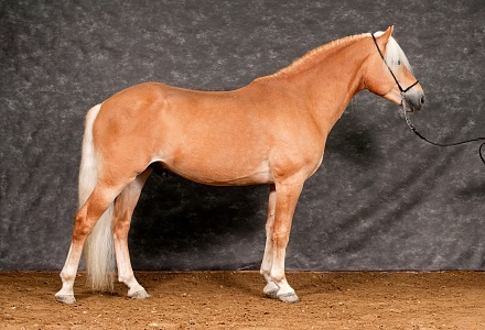 Amerigo_1