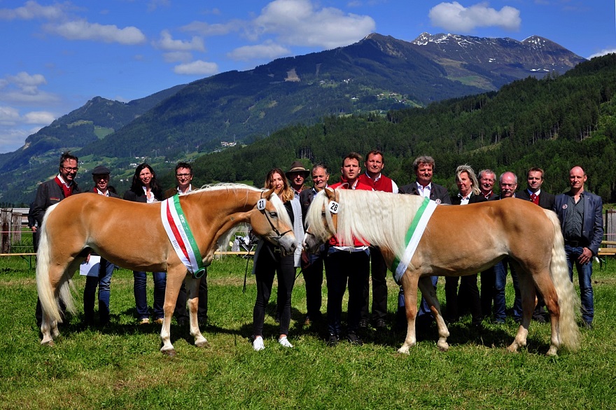 Jubiläumsausstellung - 90 Jahre Haflinger Pferdezuchtverein Weer