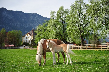 Tyrolean Haflinger breed - Austria
