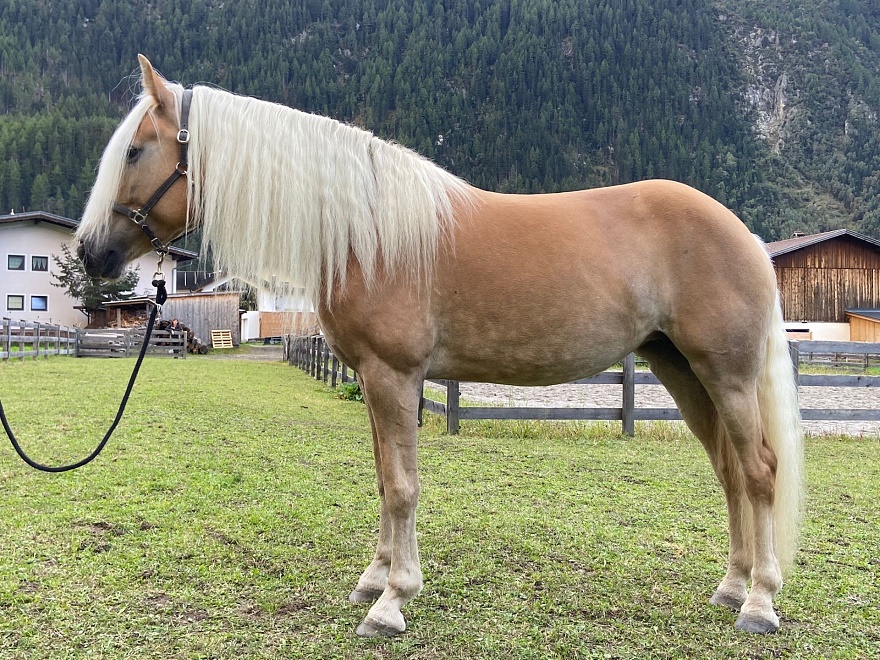 Haflinger Stute Marose_1