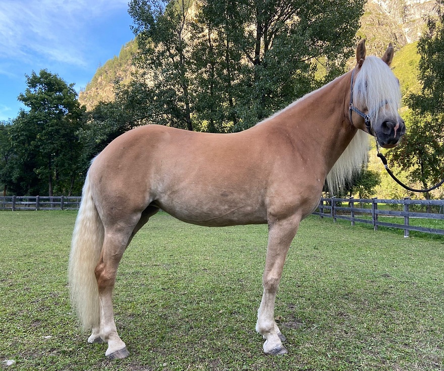 Haflinger Stute Marose_2