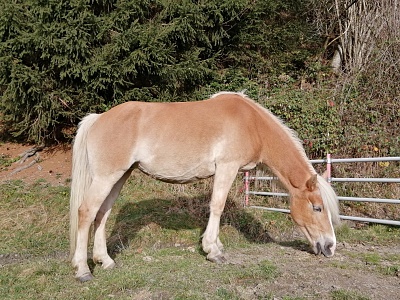 Haflinger Stute Rofana