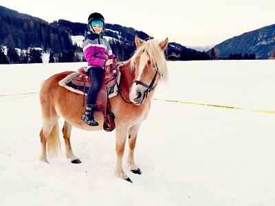 Haflinger Stute Rofana