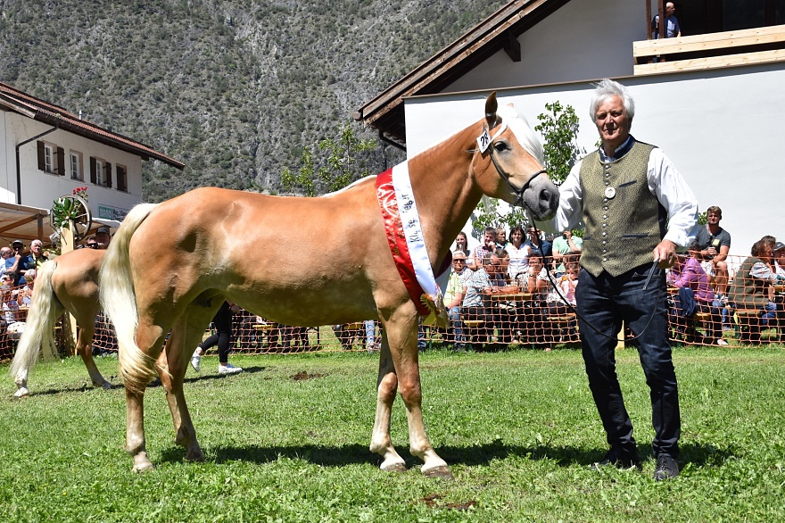 Haflinger Stute Romina 1
