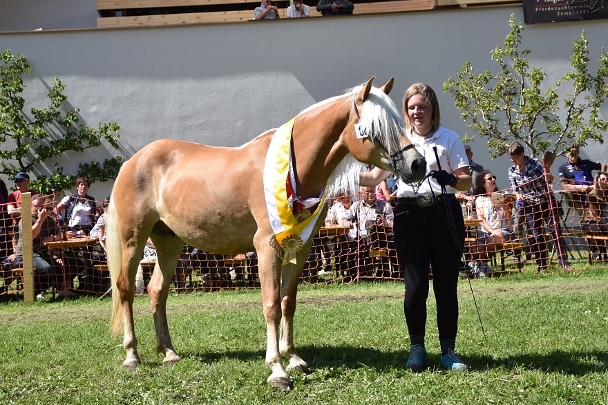 Haflinger Stute Romina