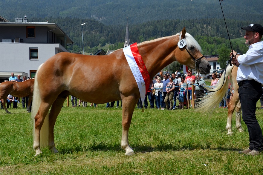 Haflinger Stute Schyloh