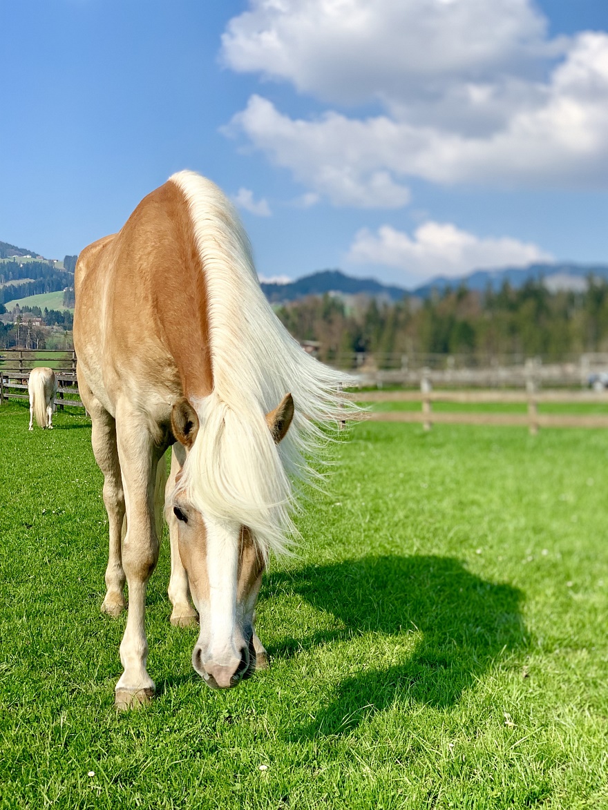 Hakina Haflinger Stute Tirol