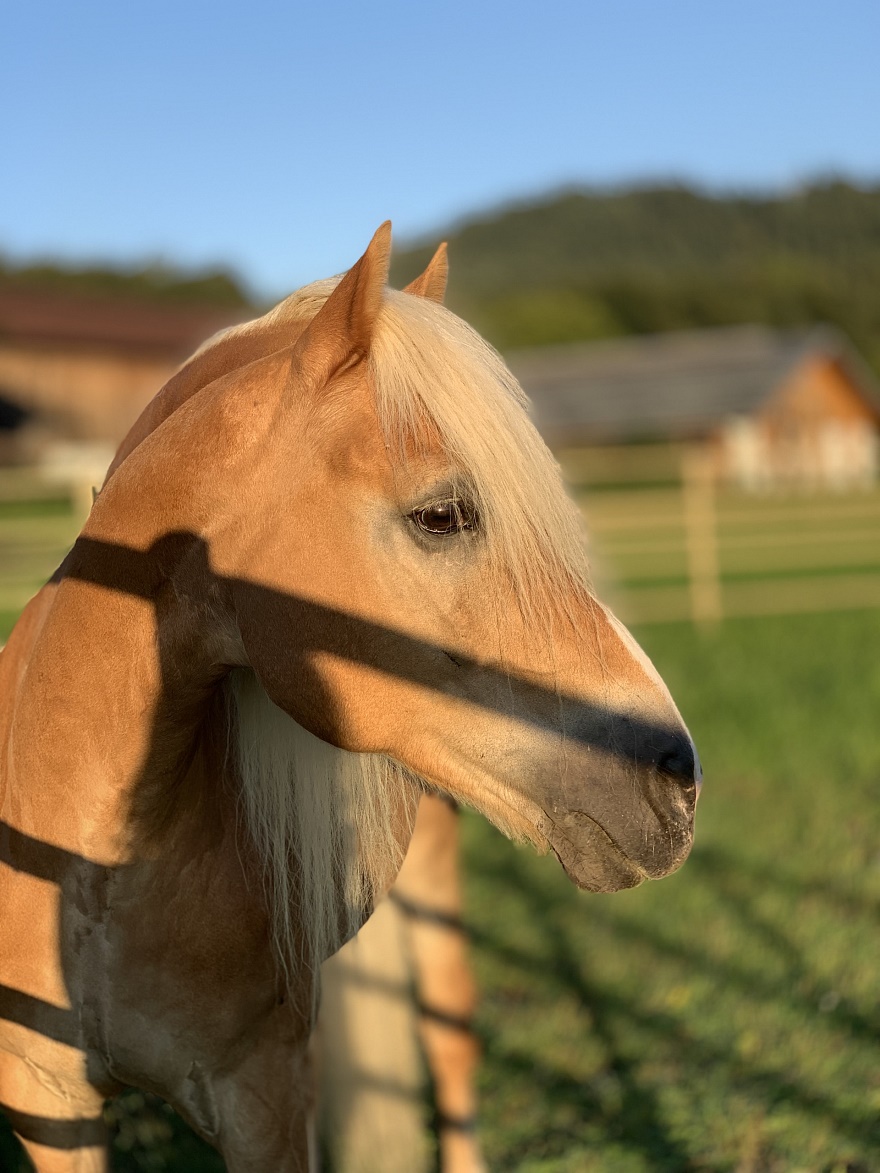 Nikora Haflinger Wallach