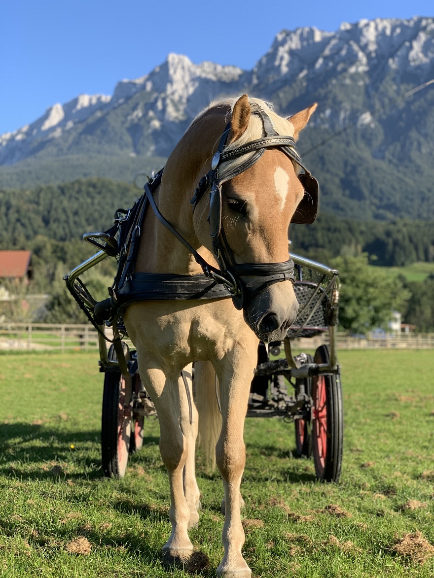 Aaron Haflinger  cavallo castrato