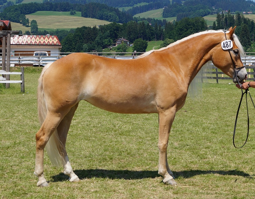 Lilith Haflinger Stute