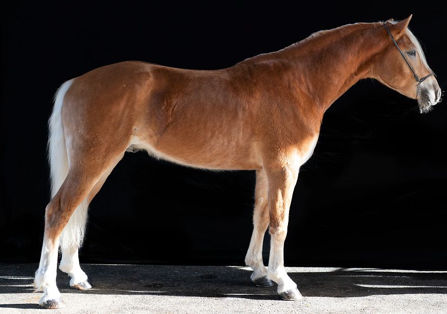 Stilino DSC01859