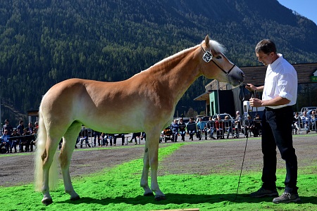 Haflinger Stute Thorina