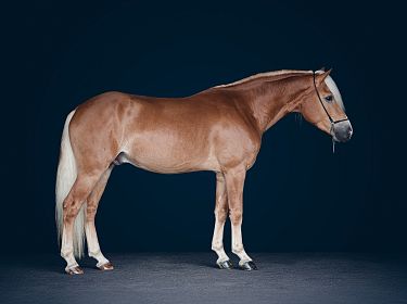 Ein wunderschönes braunes Pferd steht seitlich vor einem dunklen Hintergrund. Es hat eine helle Mähne und einen gepflegten, glänzenden Körper.