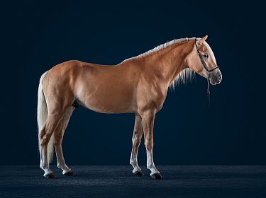 Un cavallo color marrone chiaro in piedi su uno sfondo blu scuro. Il cavallo è ritratto di lato, con criniera bianca e corporatura robusta.