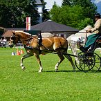 Landesmeisterschaften_Gespannfahren_Fohlenhof_Ebbs_Fotograf_Anita_Baumgartner
