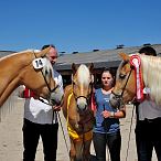 ARGE Haflinger Bundesjungstutenschau - Fotograf Bob Schouten