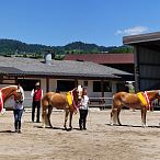 ARGE Haflinger Bundesjungstutenschau - Fotograf Bob Schouten