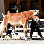 20457/T Gydia-Granad Elitestutenschau 2019 Fotograf Rainer Nutz