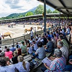 Haflinger Weltausstellung 2015_Fotograf Christian Kapfinger (2)