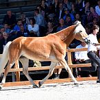 20256/T Halin Elitestutenschau 2019 Fotograf Rainer Nutz