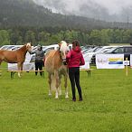 Jubiläumsausstellung 70 Jahre Haflinger Pferdezuchtverein mittleres Unterinnal _Foto Sarah Brunner
