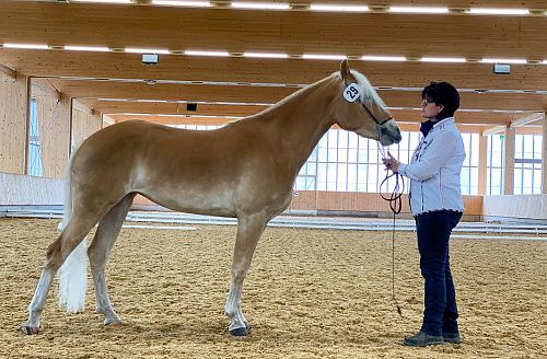 Tiroler Haflinger Stute Lynn - Fohlenhof Ebbs / Anita Baumgartner